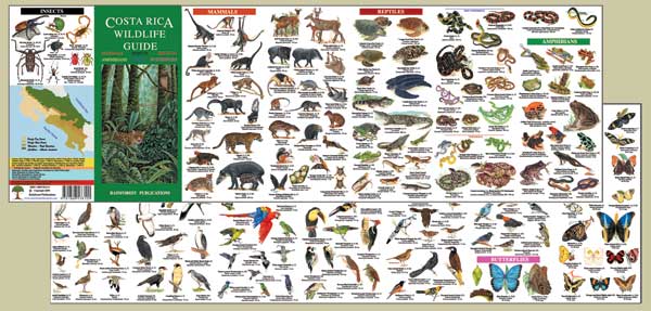 Costa Rica General Wildlife Pocket Identification Guide by Rainforest